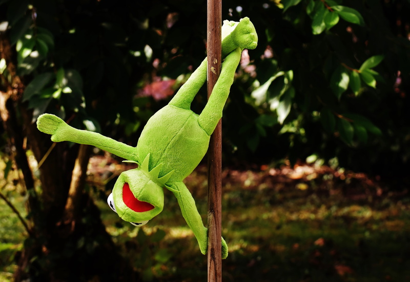 growth, 5K, animals in the wild, frog, funny, one animal, soft toy, toys, cute, tree, nature, no people, kermit, plant part, close-up, stuffed animal