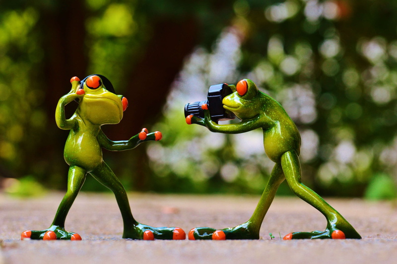 photographer, childhood, cute, green color, art and craft, animal wildlife, fun, craft, funny, creativity, animal, frogs, human representation, music, representation