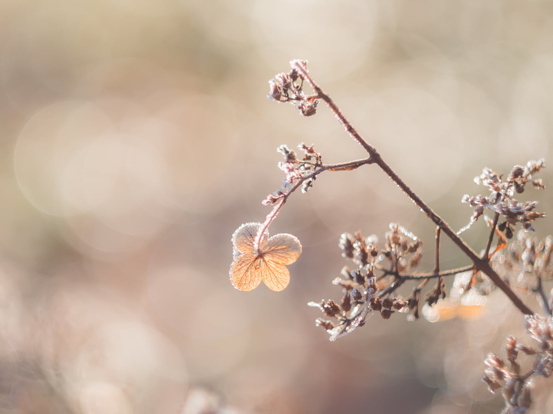 close-up, 1080P, vintage, Peach, dof, M43, MFT, Winter, springtime, bokeh, Helios 44, nature, flower, selective, season, Panasonic Lumix GX8, beauty In Nature