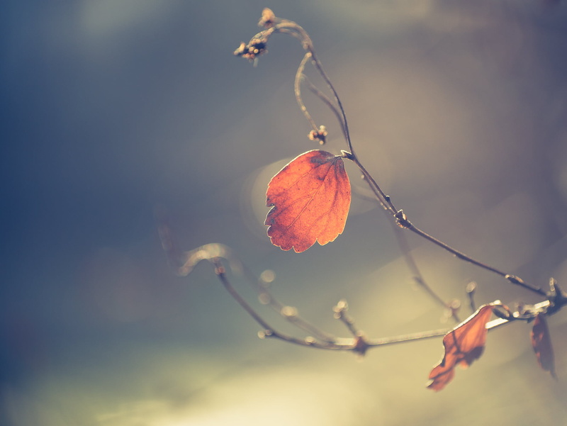 MFT, right, available light, nature, Cine, autumn, Peach, mundane, Micro 4/3, leaves, outdoors, plant, branch, beauty In Nature, closeup, tree, brown, photo