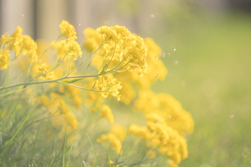nature, Malz, springtime, lens, available light, flower, soft  light, plant, basket, gold, basket of gold, yellow, feeling, adapted, Micro 4/3, Peach, Helios 44