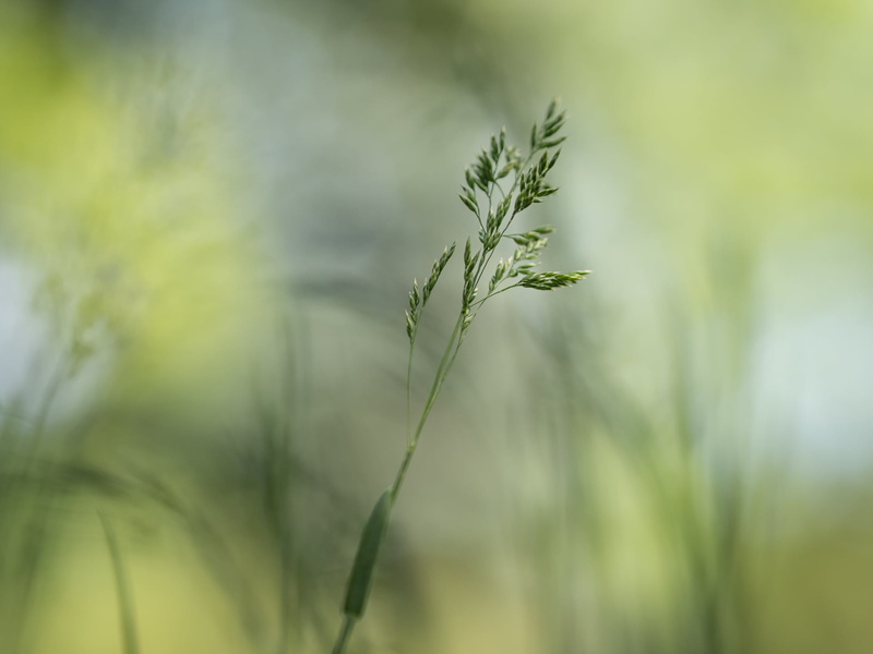 Olympus, nature, dof, MFT, green  meadow, green, macro, Panasonic Lumix GX8, close-up, macro photography, Individual, green plant, summer, grass, Peach