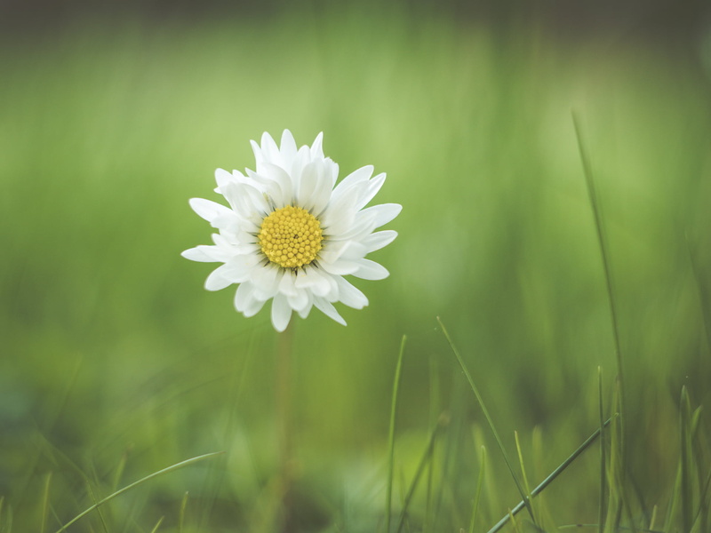 M43, white daisy, dof, grass, summer, Micro 4/3, freshness, daisy, field, Panasonic Lumix GX8, outdoors, Peach, bokeh, springtime, nature, plant, lens