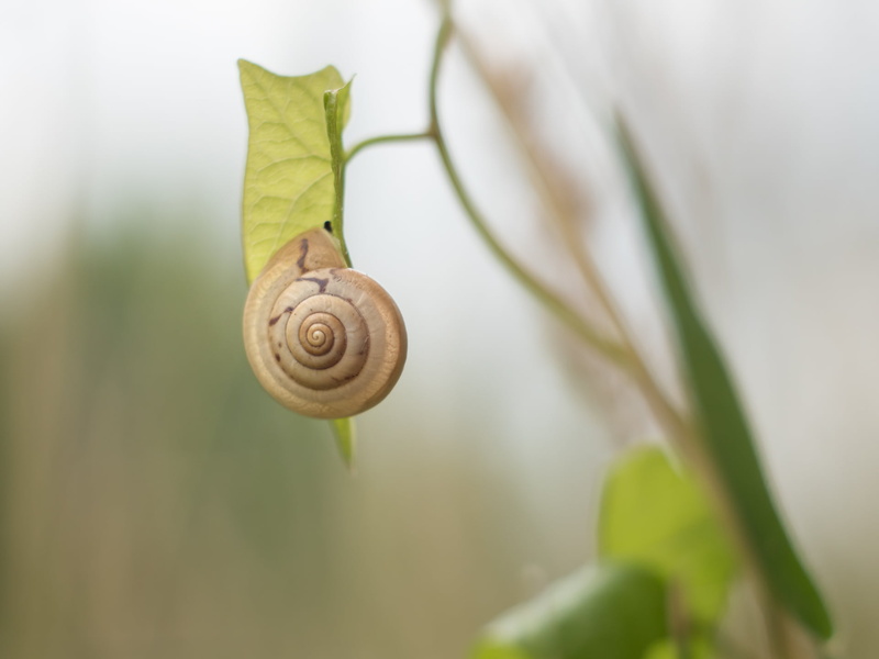 leaf, macro, snail, daytime, animal, photo, mollusk, 1080P, little, M43, plant, slug, gastropod, slimy, close up, Panasonic  Lumix  GX8, dof, CZJ, close-up