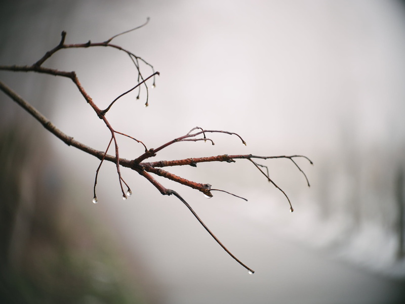 selective, 1080P, M43, adapted, lens, wet, tree branch, outdoors, Grey day, available light, F2.7, Peach, photo, branch, winter, Cine, Kodak, selective focus