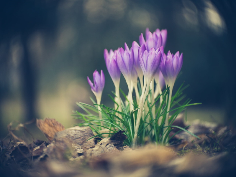 lens, close-up, Kodak, nature, outdoors, MFT, summer, purple, forest, Peach, Lumix, vintage, flower, bokeh, F2.7, Panasonic, Micro 4/3, adapted, Panasonic Lumix G3