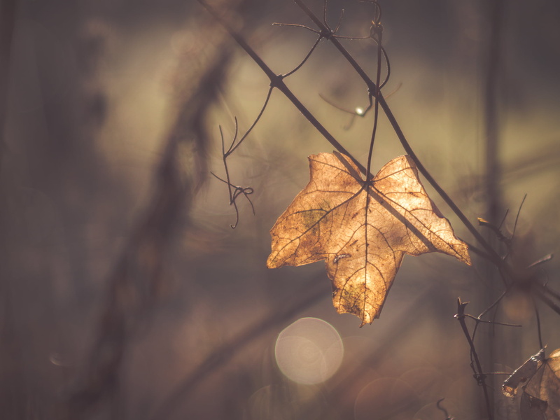 photography, Still here, 1080P, selective focus, Blatt, dof, leaf, plants, focus, brown, MFT, Peach, Panasonic Lumix GX8, Samyang, Park, soft, M43, bokeh