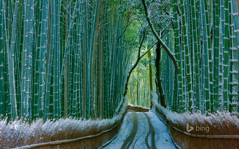 japan, bamboo - plant, bamboo grove, desktop, arashiyama, growth, winter, 1080P, nature, cold temperature, bamboo, land, water, w, forest, tranquility