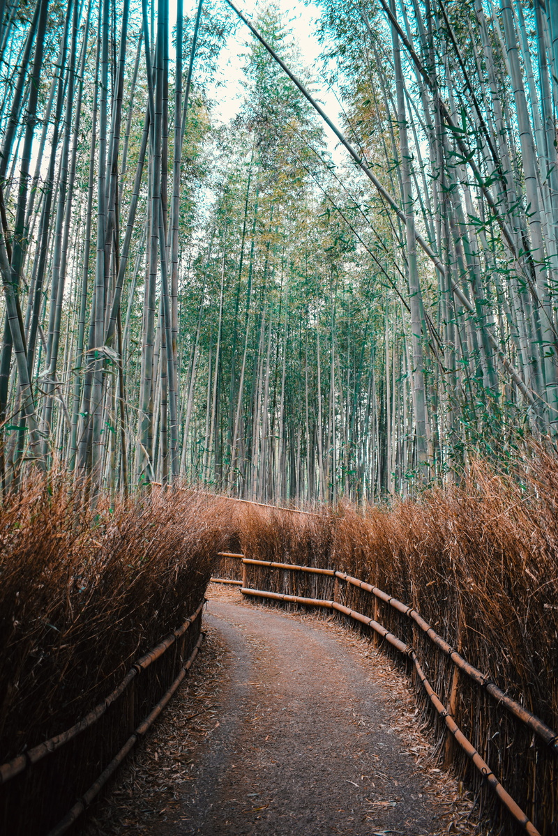non-urban scene, the way forward, nature, tropical, bamboo grove, photograph, woodland, arashiyama, bamboo, japan, tranquil scene, bamboo forest, plant
