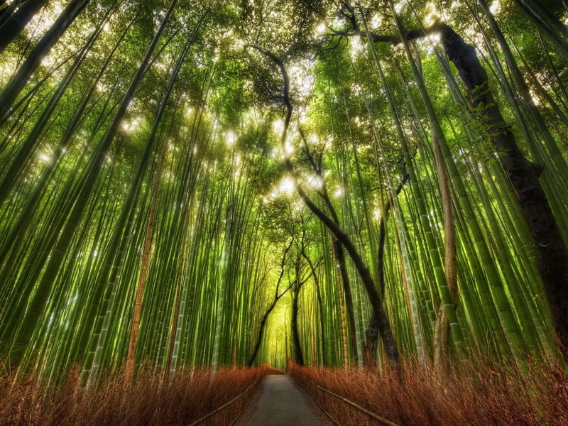 outdoors, sunbeam, green Color, no People, lot, rainforest, wilderness Area, tree, lush Foliage, grove, japan, bamboo Grove, diminishing perspective, growth