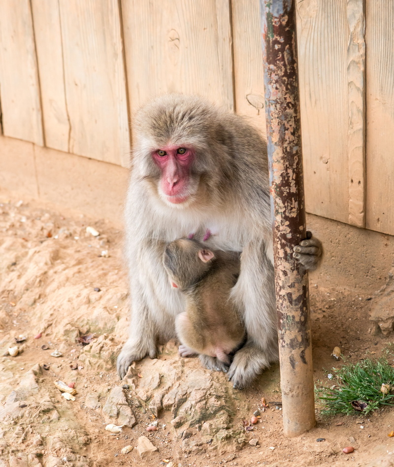 sitting, portrait, day, cute, animal wildlife, japan, baby, mother, 5K, mammal, wildlife, outdoors, japanese macaque, primate, nature, animal hair, one animal
