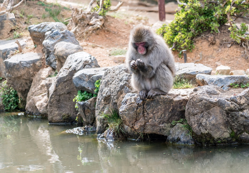 animal wildlife, wildlife, park, japan, kyoto, rock, arashiyama, wild, no people, looking, vertebrate, animal themes, mountain, nature, animals in the wild