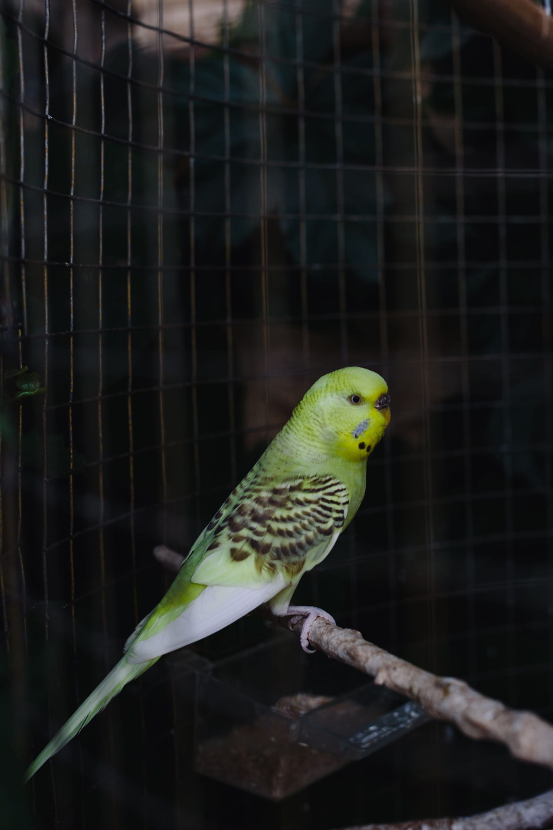 pets, parakeet, animal themes, birdcage, beak, outdoors, vertebrate, perching, feather, one animal, animal wildlife, wildlife, close-up, animals in the wild