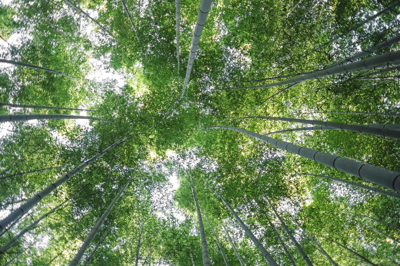 day, looking up, bamboo - plant, trees, nature, woodland, non-urban scene, 4K, no people, tree canopy, green color, plant, arashiyama, growth, beauty in nature