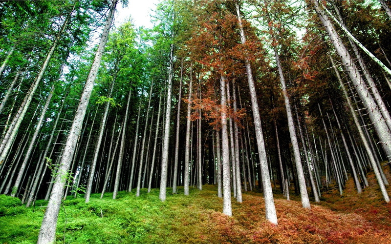 scenics - nature, forest, view from below, trees, bamboo Grove, tree, non-urban scene, grove, lush Foliage, scenics, environment, land, autumn, tropical Climate