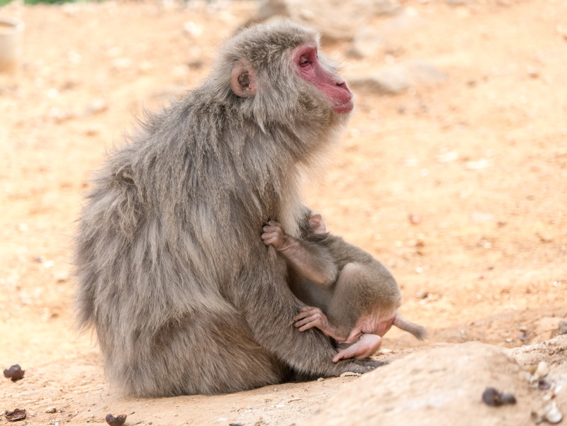 zoo, mammal, baboon, animal wildlife, mother, Animal, looking, sitting, 5K, japan, animals in the wild, arashiyama monkey park, no people, Monkey, focus on foreground