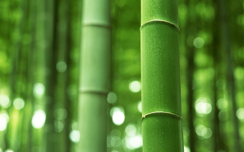stems, grove, beauty In Nature, leaf, bamboo, bamboo - Material, green Color, japan, outdoors, full frame, environment, bamboo Shoot, zen-like, plant, branch