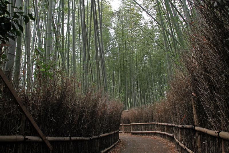 nature, pathways, no people, bamboo - plant, non-urban scene, tranquil scene, japan, land, tranquility, the way forward, direction, forest, outdoors, plant