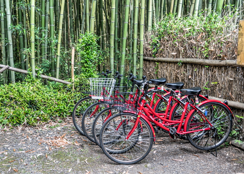 growth, stationary, bamboo - plant, land vehicle, travel, activity, trunk, bamboo forest, green color, cycle, land, day, woodland, asia, bicycle, japan