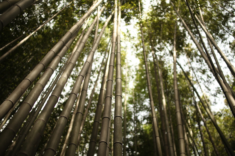 bamboo forest, landscape, outdoors, tree trunk, bamboo - plant, no people, 5K, day, forest, tranquility, trees, beauty in nature, nature, background, strains