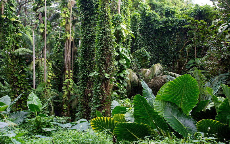 leafed, plants, hawaii, botanical, garden, green, tropical, forest, 2K