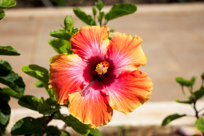 hibiscus, orange, inflorescence, frangipani, pacific, hawaii, 5K, hawaii beach, tropical flowers, red, aloha, growth, nature, tourism, bright, outdoor