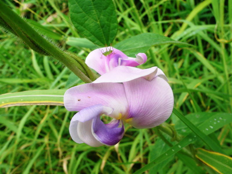 focus on foreground, flowering plant, inflorescence, botanical, hawaiian, flower head, vulnerability, growth, blossom, tropic, exotic, beauty in nature