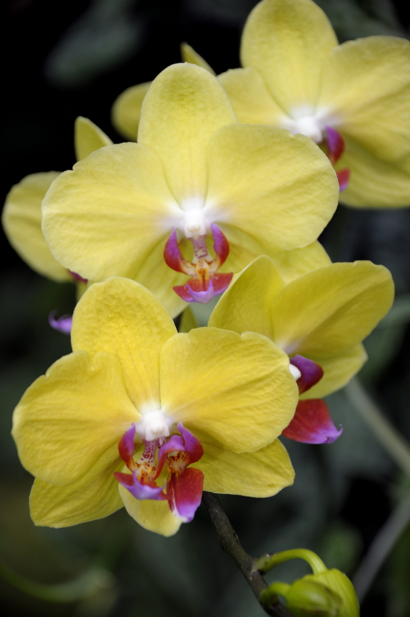 bloom, growth, inflorescence, hawaii, nature, orchid, green, flower head, spring, day, flower, fragility, 4K, petal, pollen, close-up, outdoors, tropical