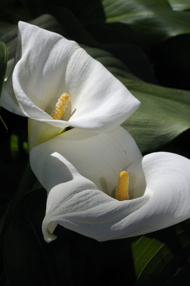 flower, petal, botany, 4K, white color, hawaii, tropical, flowering plant, yellow, green, lilies, white, nature, plant, orchid, freshness, calla lily