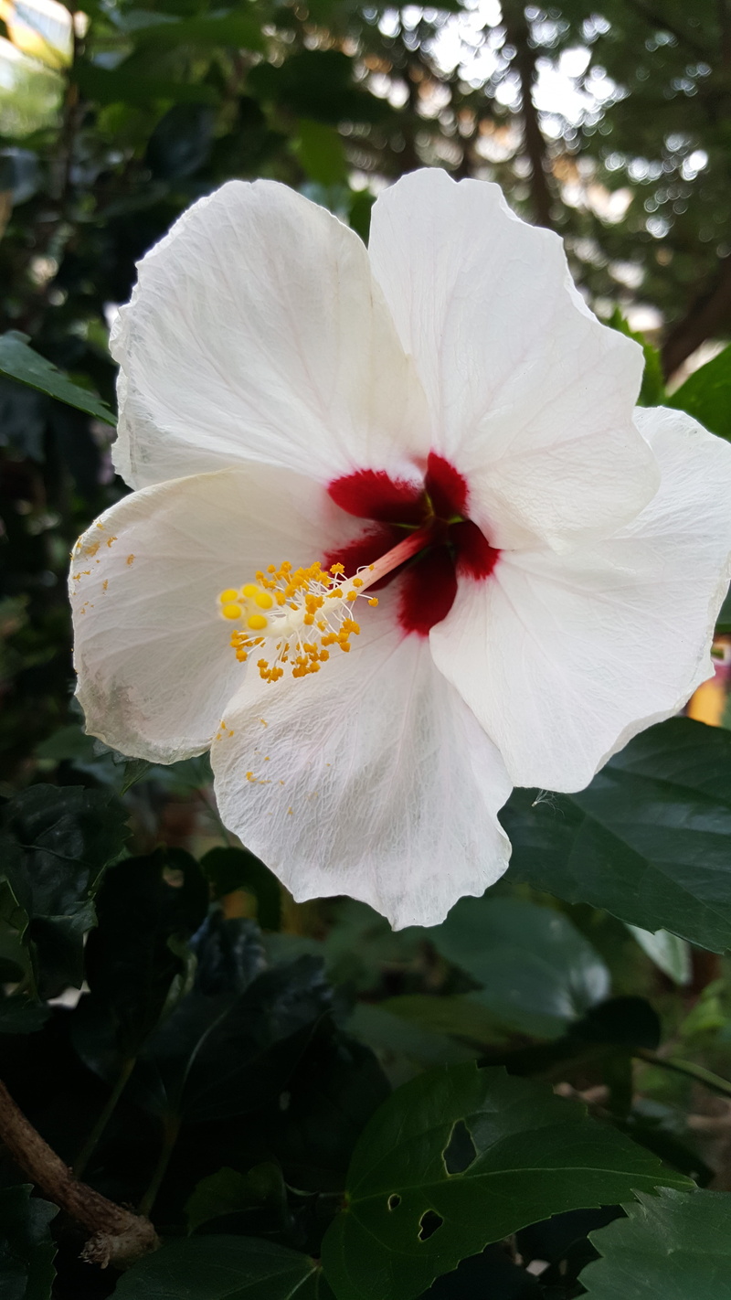 tree, pattern, flowering plant, green, nature, summer, blossom, aloha, decoration, 5K, exotic, beauty in nature, bloom, white color, paradise, no people
