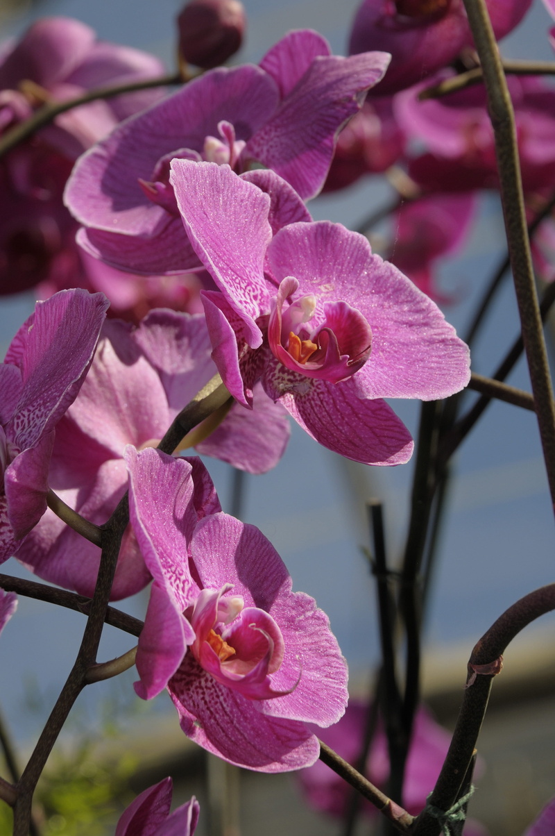 fragility, flower, spring, flowering plant, freshness, plant, pink, day, summer, bloom, purple, inflorescence, flora, botanical, close-up, focus on foreground
