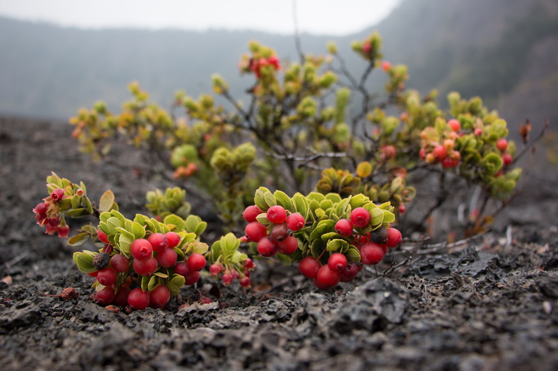 island, meadow, fruit, hawaii, bright, selective focus, no people, exotic, berry, landscape, growth, close-up, green, food and drink, agriculture, color