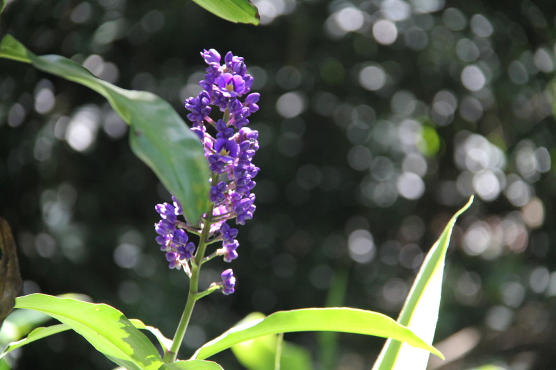vulnerability, summer, petal, plant part, flowerbed, gardening, purple, growth, flower, flora, floral, flowering plant, 5K, tropical, hawaii, close-up