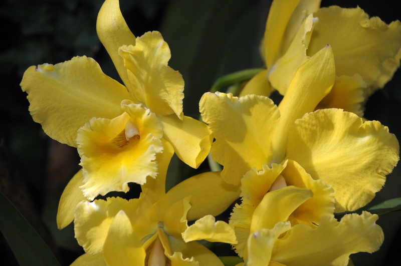 freshness, no people, hawaii, growth, close-up, flower arrangement, botany, petal, flower head, 4K, day, bloom, spring, pollen, orchid, green, beauty in nature