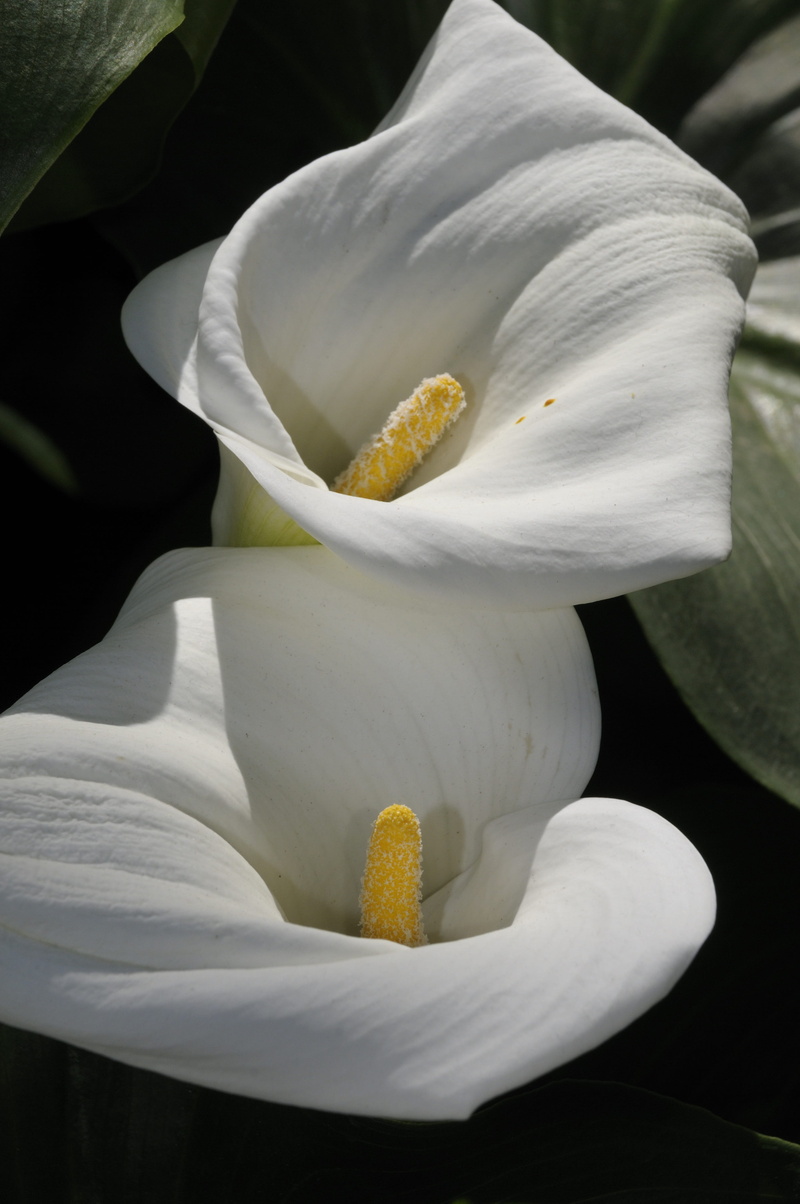 lilies, white, growth, white color, summer, garden, no people, close-up, stamen, vulnerability, freshness, green, petal, blossom, calla lily, flowering plant