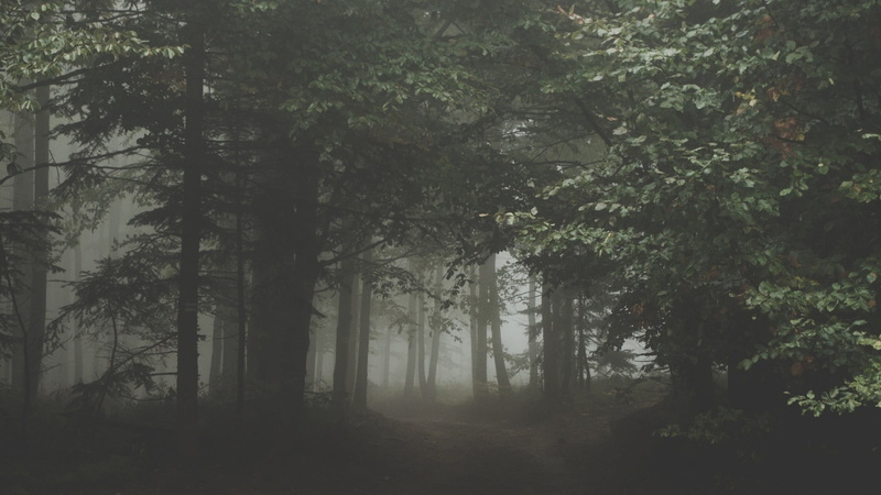 land, backgrounds, sunlight, horror, forest, 1080P, landscape, non-Urban Scene, growth, mystery, trunk, fog, morning, outdoors, day, nature, plants, season