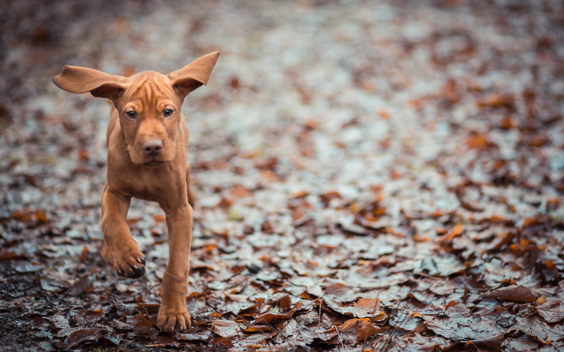 animal, leaves, day, standing, cute, domestic, ppuppy, grass, ears, no people, one Animal, autumn, mixed-Breed Dog, outdoors, nature, coated, full length