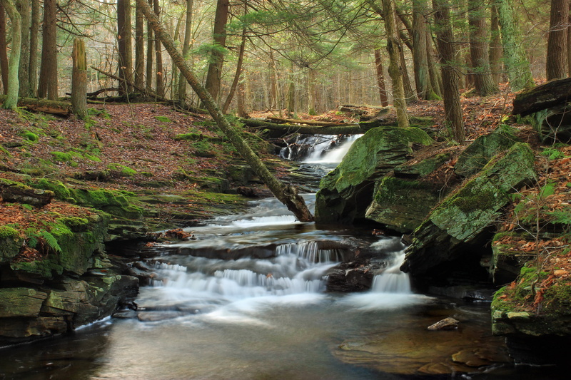 outdoors, West Branch, cascades, winter, flowing Water, forest, ravine, rock - Object, Pennsylvania, green Color, scenics, Tsuga canadensis, 5K, tree
