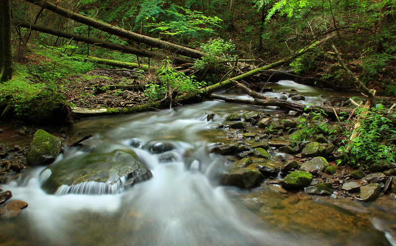 understory, stream - flowing water, ravine, water, flowing water, sullivancounty, rainforest, Mountains, mountain, endlessmountains, no people, land, shrewsbury