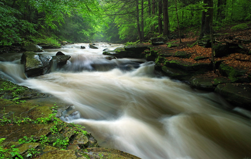 moss, Loyalsock State Forest, ravine, photography, freshness, outdoors, cascades  rapids, tree, trees, Lycoming County, waterfalls, Rock Run, nature, summer