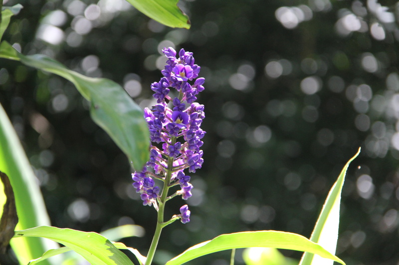 flora, day, flower, purple flower, garden, freshness, vulnerability, summer, botanical, 5K, bloom, natural, blossom, petal, no people, focus on foreground