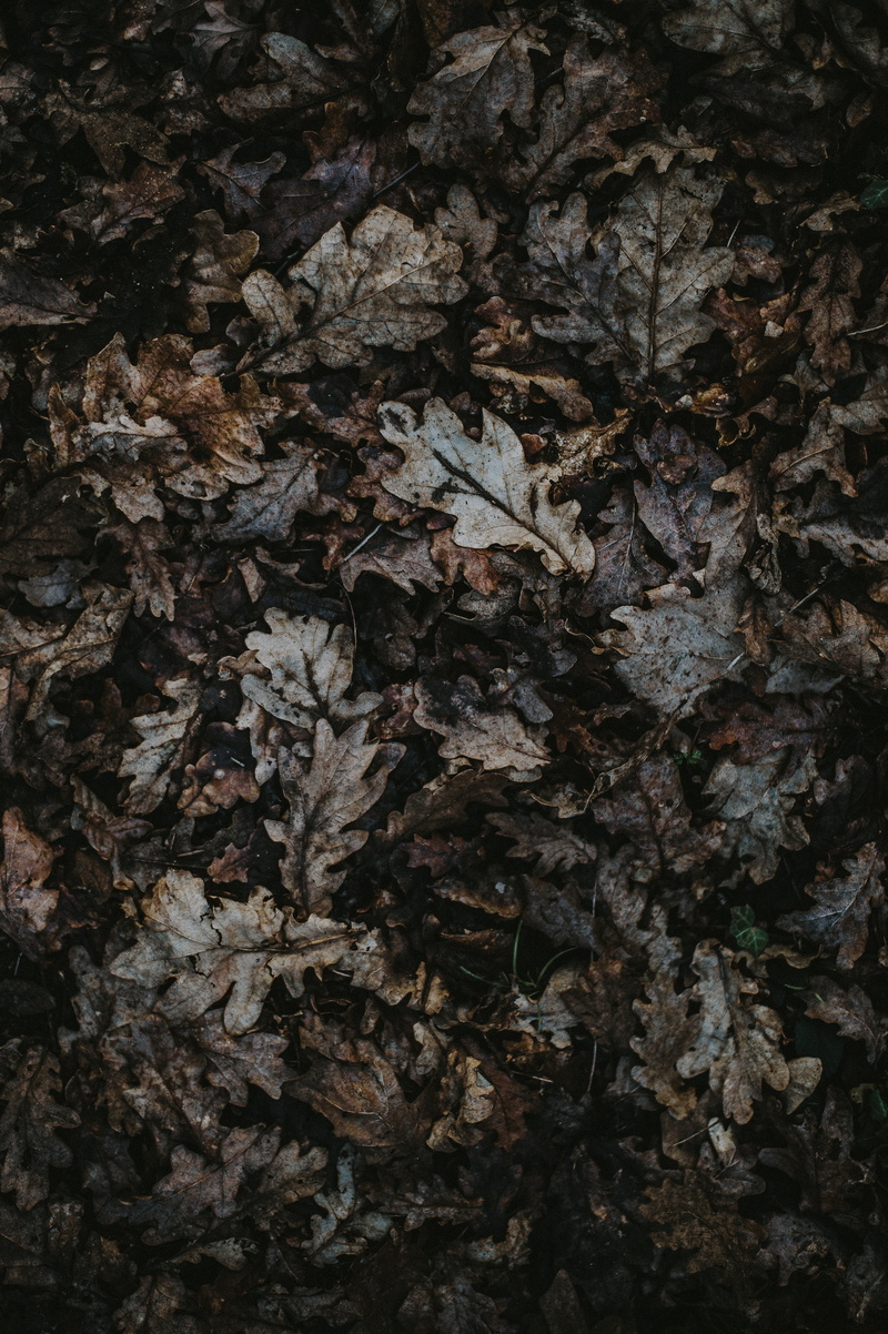 backgrounds, plant, close-up, change, full frame, natural condition, bark, land, leaves, tree, plant part, borwn, 4K, dry, pile, no people, gray, beauty in nature