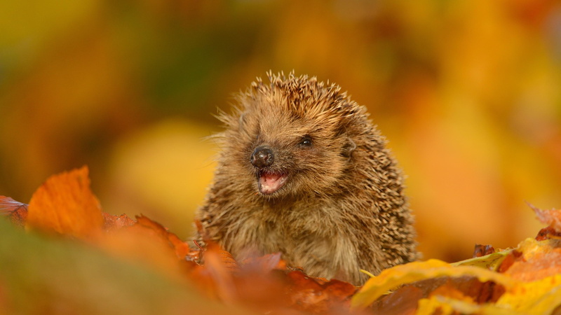 nature, vertebrate, selective focus, change, mammal, day, 4K, leaves, animals in the wild, portrait, close-up, hedgehog, animal themes, outdoors, animal