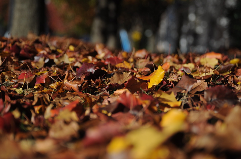 maple, park, colorful, foliage, red, september, october, vulnerability, selective, no people, leaf, daytime, falling, leaves, nature, surface level, autumn