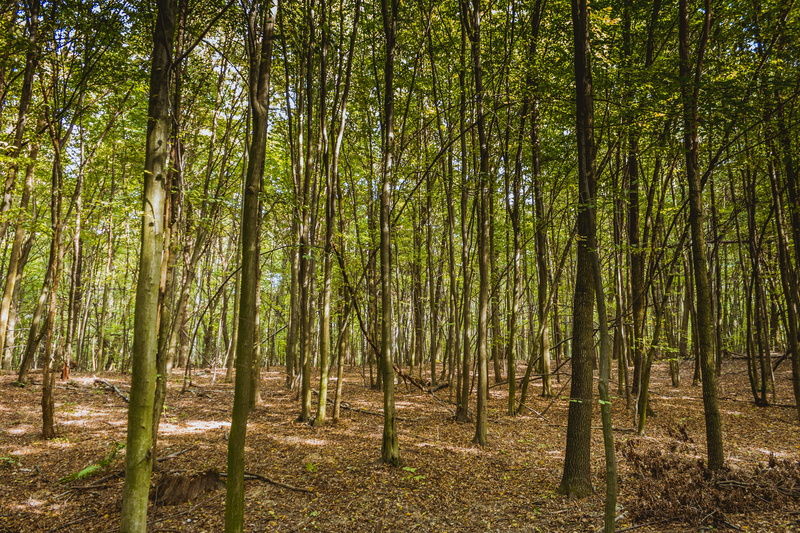 summer, land, scenics - nature, trunk, tree trunk, spring, idyllic, abundance, no people, non-urban scene, leaf, 5K, forest, bamboo - plant, tranquility