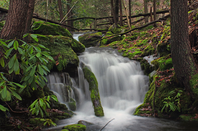 landscape, Pennsylvania, tall, green Color, waterfall, tree, Jackson Township, cascades, forest, Fall Creek, winter, water, tropical Rainforest, moss, scenics