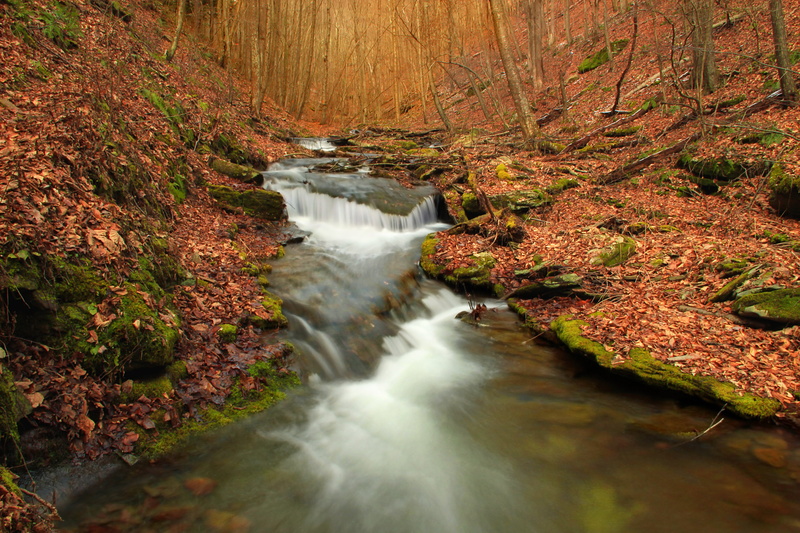 cascades  waterfall, 5K, Pennsylvania, leaf litter, water, stream, green, Golden Eagle Trail, Leafy, Lycoming County, creative commons, body of water