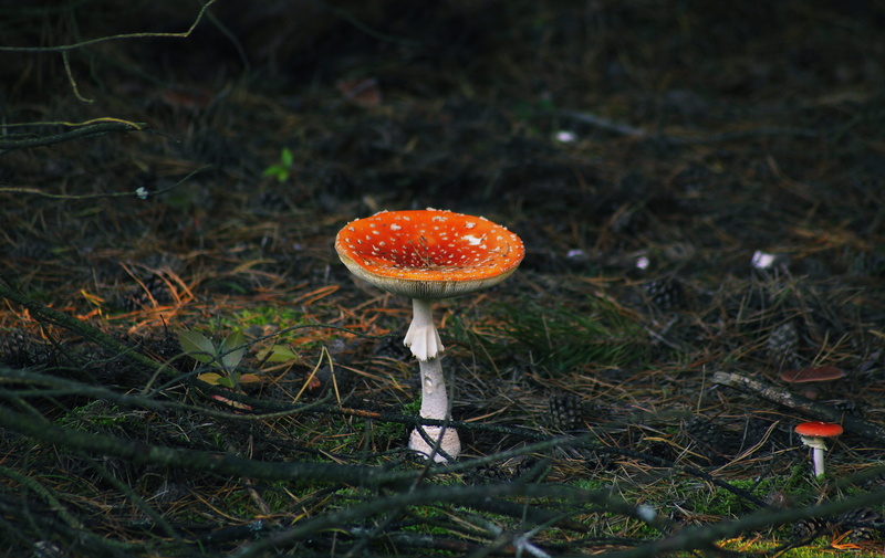 plant, poisonous, litter, amanita, forest, foliage, vegetable, poison, mushrooms, toadstool, focus on foreground, 4K, forest litter, fungus, moss, moss forest