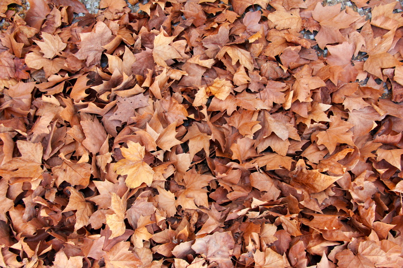 close-up, leaf litter, september, high angle view, backgrounds, change, pattern, full frame, fallen leafe, outdoors, brown, maple leaf, fragility, autumn collection