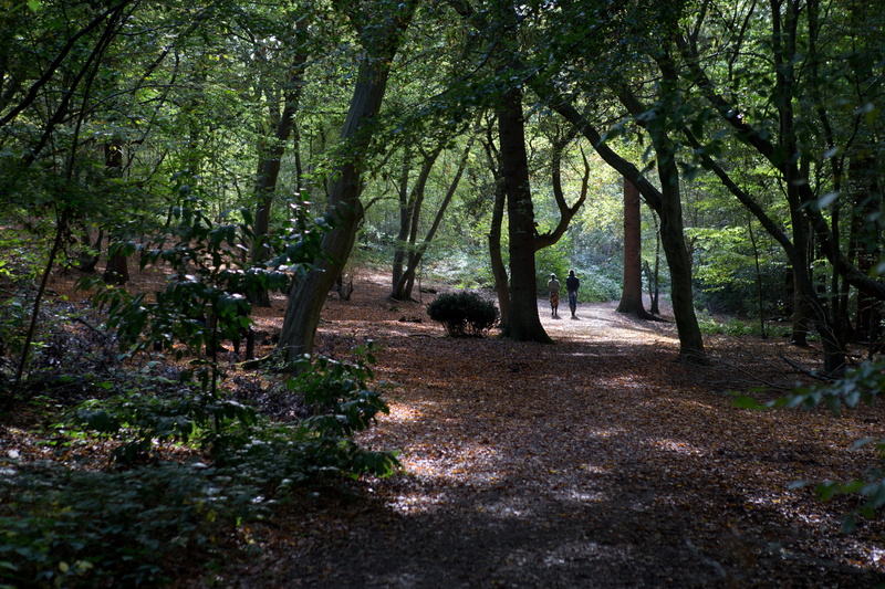 day, outdoors, leaf litter, autumn light, non-urban scene, trail, no people, tree trunk, the way forward, land, nature, woodland, forest, 5K, trees, rural